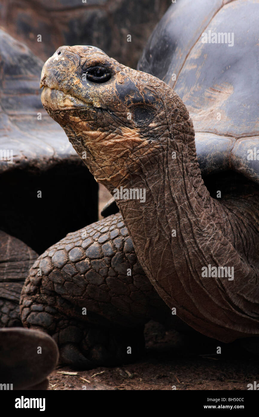 Les tortues géantes des Galapagos Geochelone spp. Banque D'Images