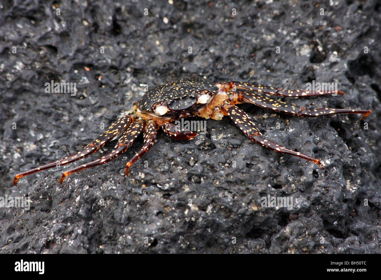 Sally Lightfoot crab juvénile (Grapsus grapsus) sur les roches à Urbina Bay, l'île Isabela. Banque D'Images
