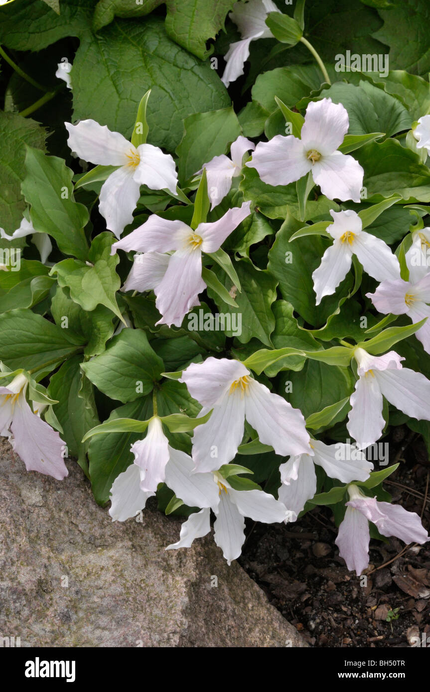 Western trille blanc (trillium ovatum) Banque D'Images