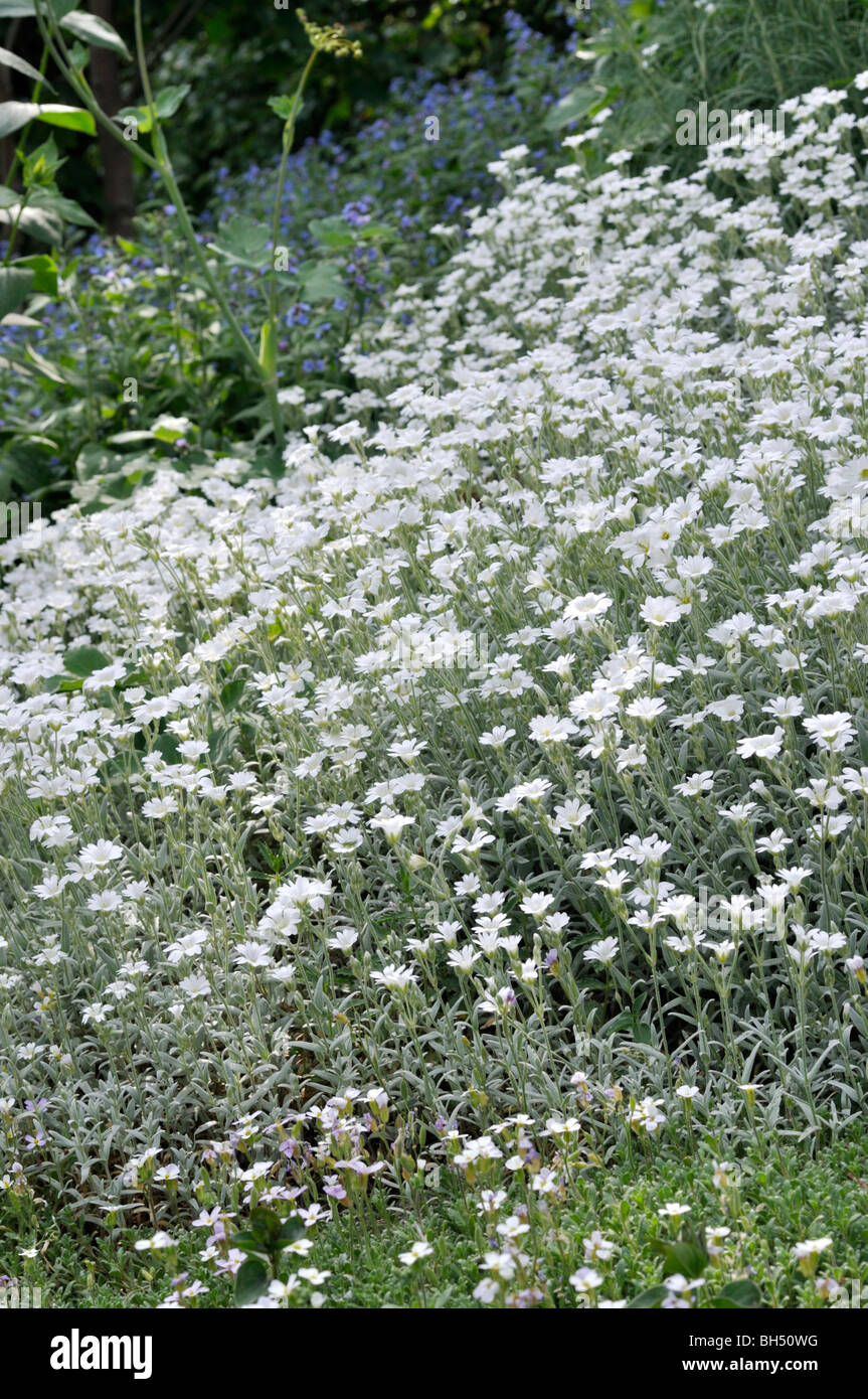 Mouron des oiseaux boréaux (cerastium biebersteinii) Banque D'Images