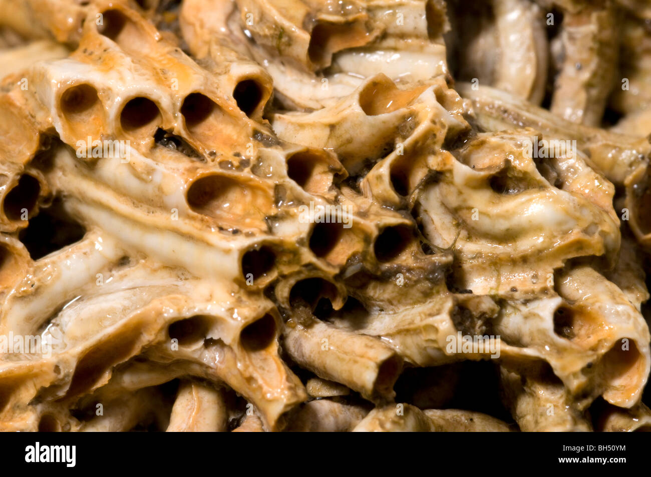 Close-up résumé de ver à tube (Hydroides norvegica) structures antérieure fixée à une pierre, plage de Hunstanton. Banque D'Images