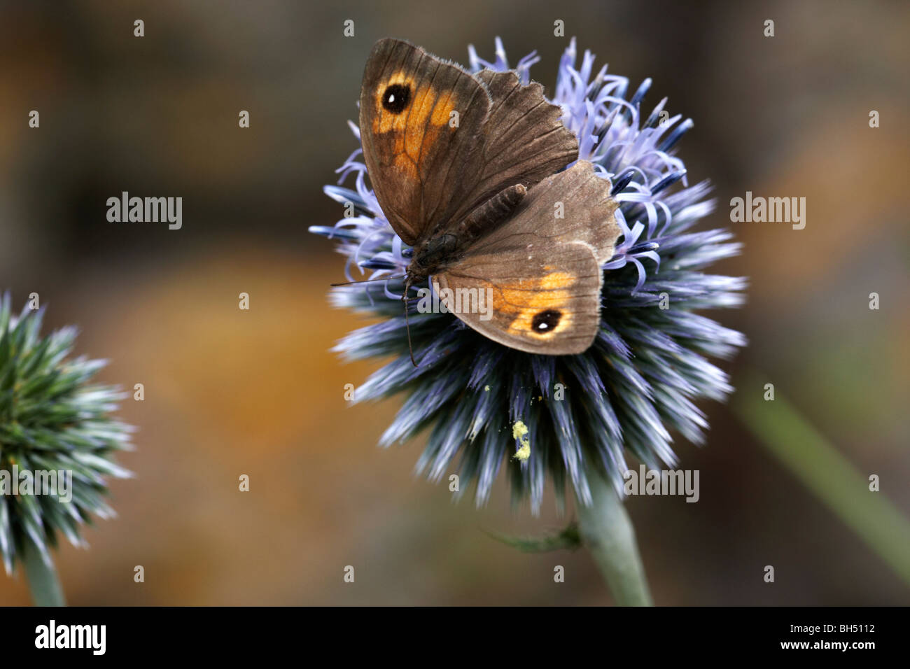 Meadow brown butterfly (Maniola jurtina) se nourrissant de globe thistle (Echinops). Banque D'Images