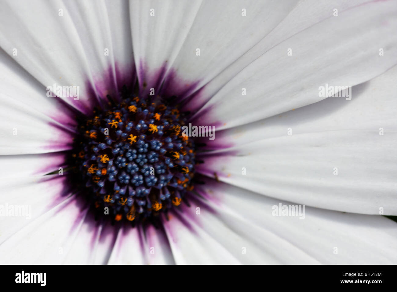 Close-up of Cap Blanc Marigold (Dimorphotheca Ostéospermum). Banque D'Images