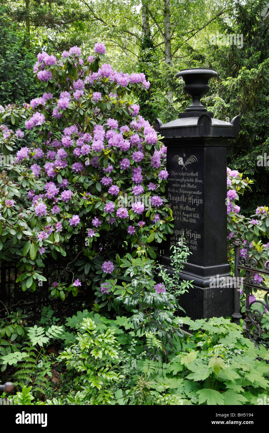 Rhododendron (rhododendron) avec une vieille pierre tombale Banque D'Images