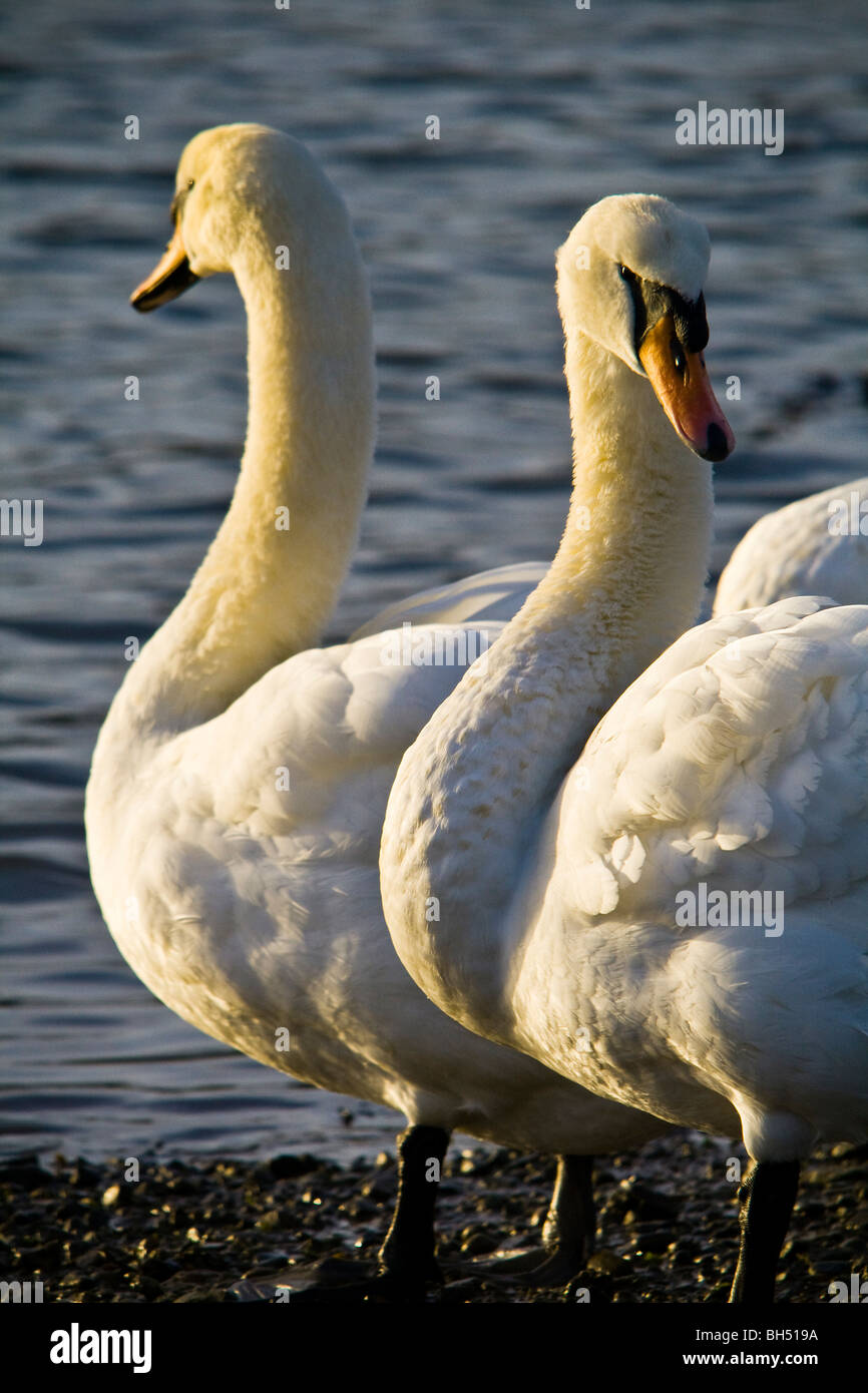 Le Cygne tuberculé (Cygnus olor) sur la rivière Crouch à South Woodham Ferrers. Banque D'Images