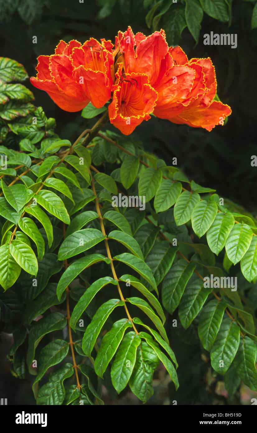 Portrait d'un africain tulip tree flower (Spathodea campanulata) pousse dans un jardin ornimental en Funchal. Banque D'Images
