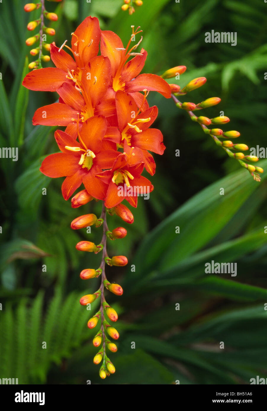 Close-up of a flower (montbretia Crocosmia masonorum) croissant dans un lit de fleur à Wakehurst Place. Banque D'Images