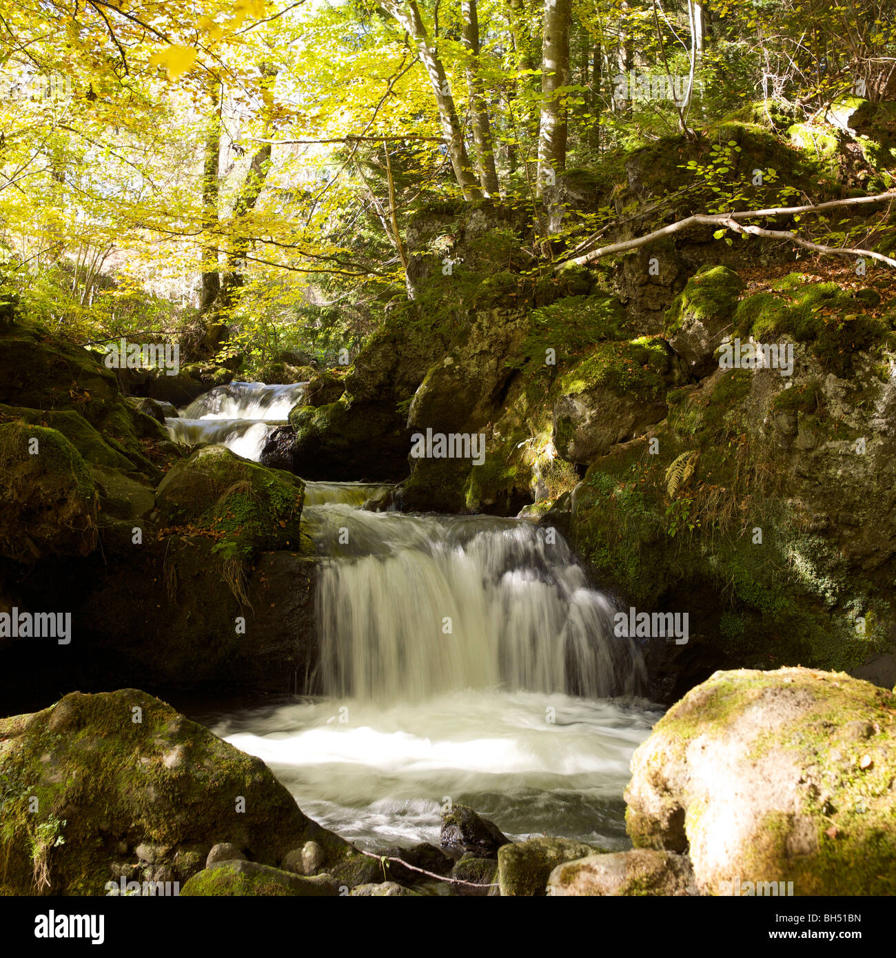 Cascade dans un sous-bois en été. L'Auvergne. La France. Banque D'Images