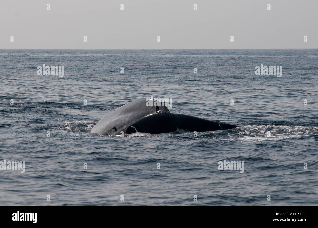 Sondage du rorqual bleu, queue levée Balaenoptera musculus brevicauda - arrive à la surface de l'Océan Indien, au large de Sri Lanka en Asie. Banque D'Images