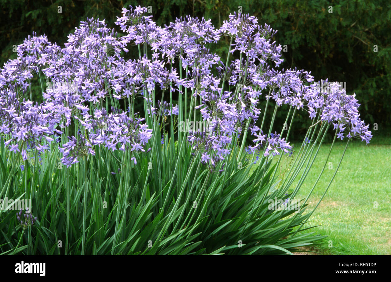 Masse de lys bleu africains (Agapantha variété) croissant dans un lit de fleur à Wakehurst Place. Banque D'Images