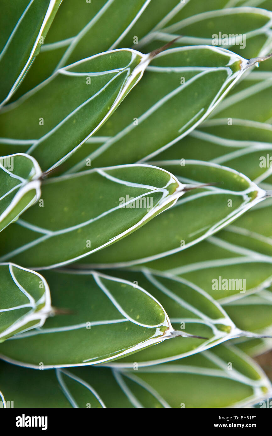 Close-up de plante succulente feuilles. Banque D'Images