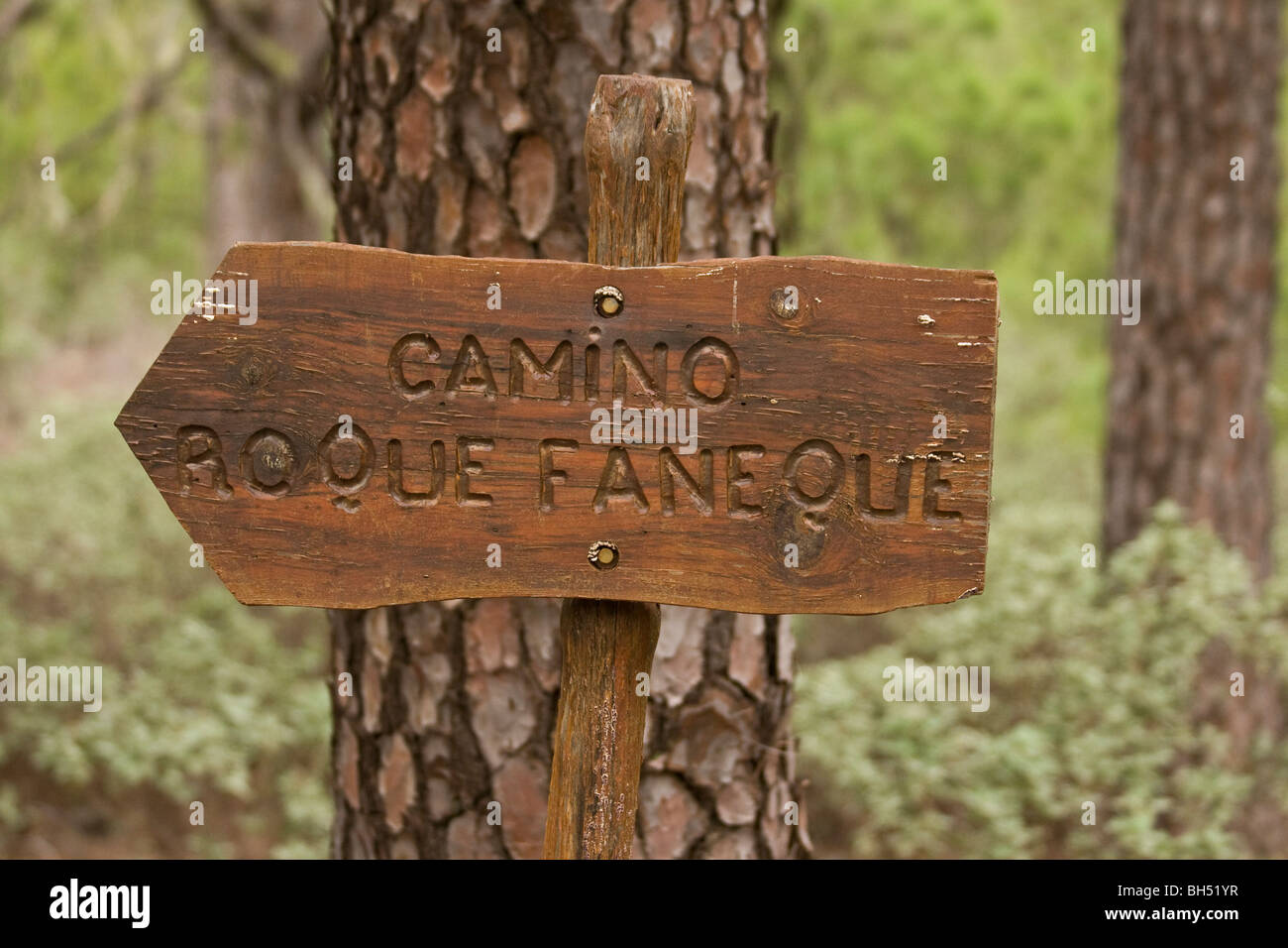 Panneau en bois à Roque Faneque en face du pin (Pinus canariensis). Banque D'Images