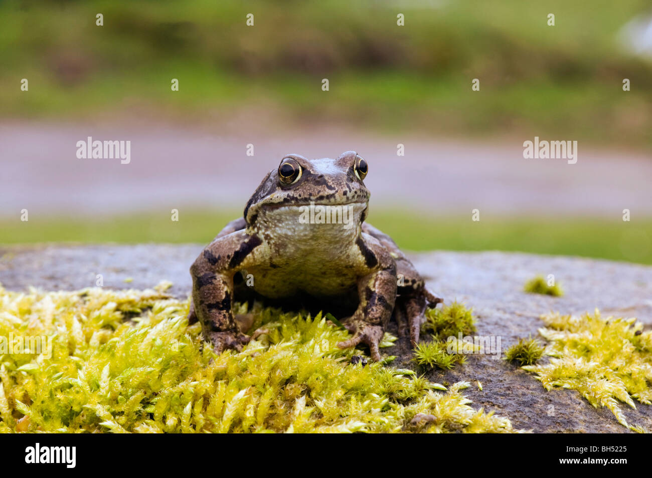 Grenouille rousse (Rana temporaria) en position d'alerte sur la rive d'un étang. Banque D'Images