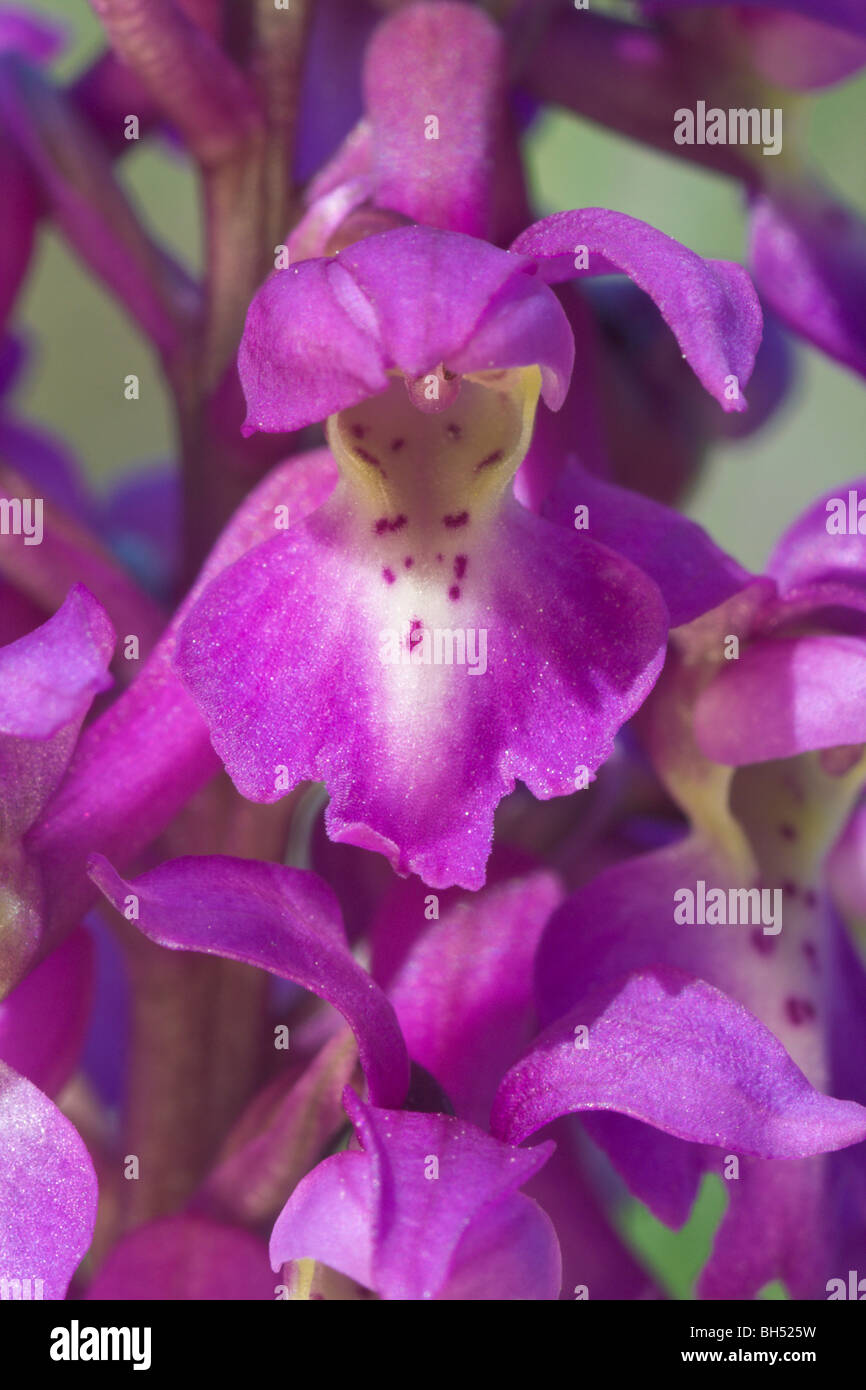 Early Purple orchid (Orchis mascula) Gros plan détail de fleurs. Banque D'Images