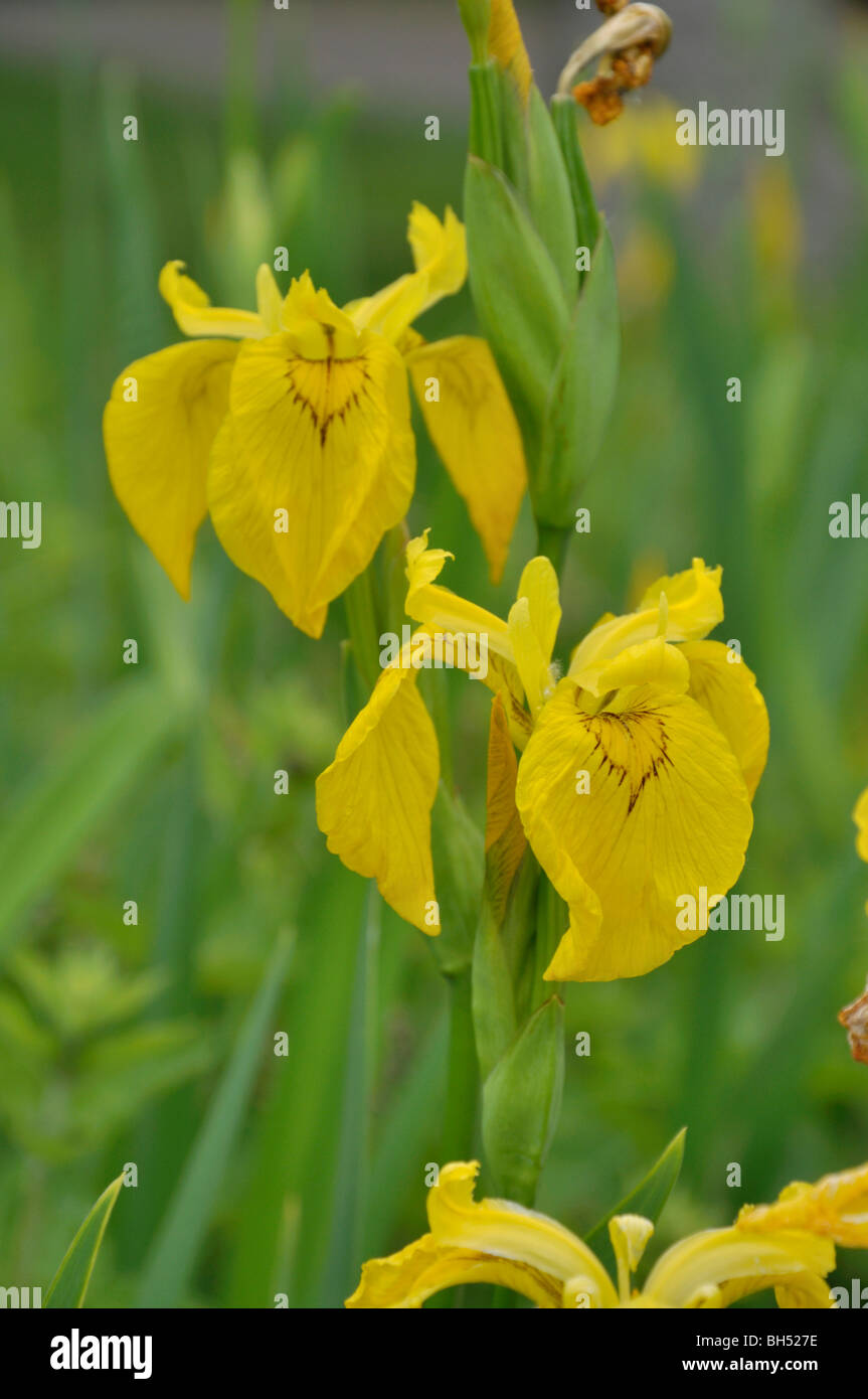 Iris (Iris pseudacorus) Banque D'Images