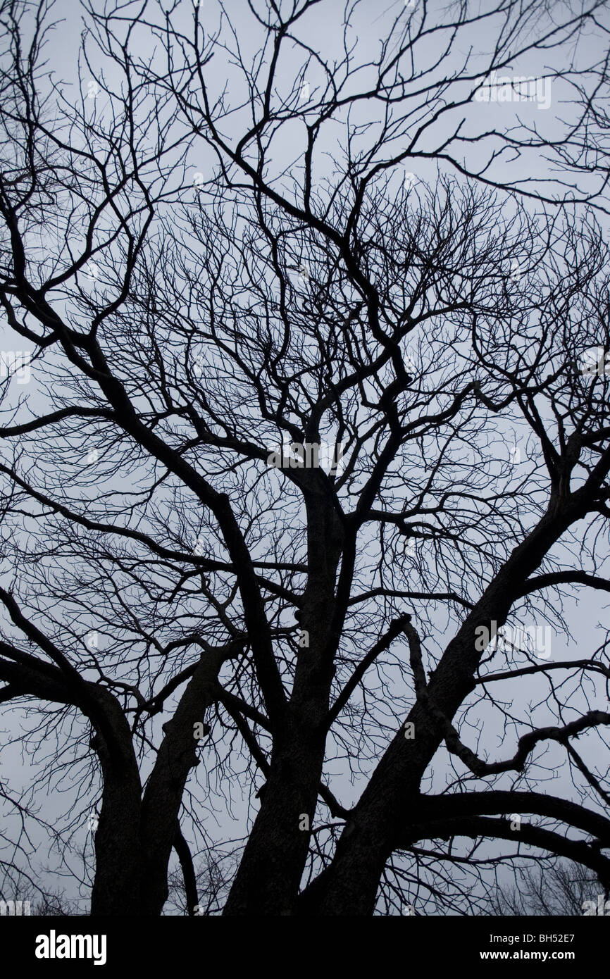 Branches en silhouette contre un ciel d'hiver. Banque D'Images