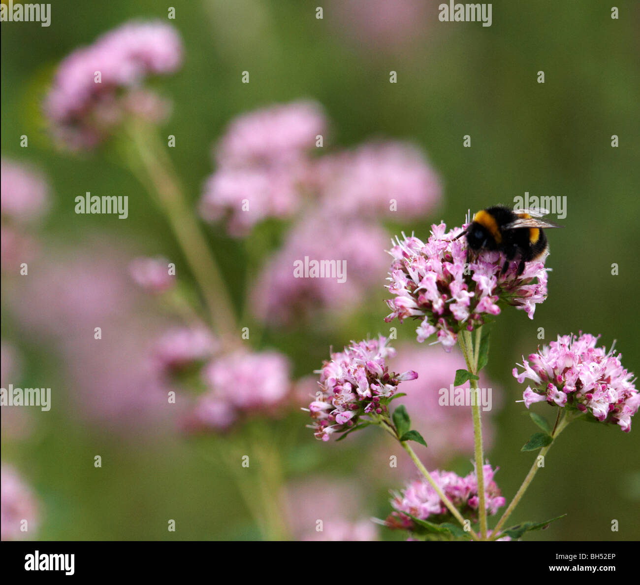 Le Buff de bourdons (Bombus terrestris) la collecte du pollen de la valériane rouge (Centranthus ruber) en août. Banque D'Images