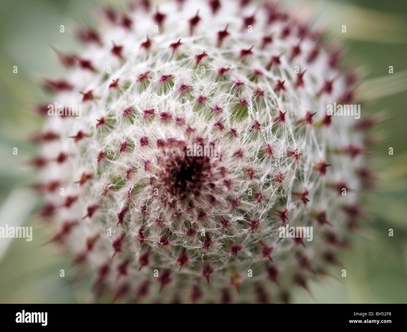 Close-up de tête chardon laineux (Cirsium eriophorum). Banque D'Images