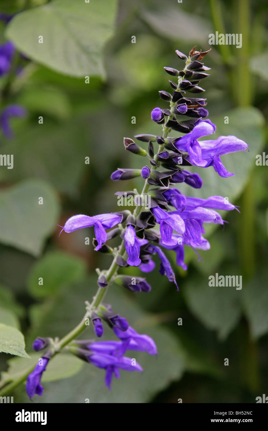 Sage Aux Anis Bleus Aka Sage Brésilien, Sage Aux Colibris, Sage Aux Anis Ou Sage Bleu Géant, Salvia Guaranitica 'Noir Et Bleu'. Amérique Du Sud. Banque D'Images
