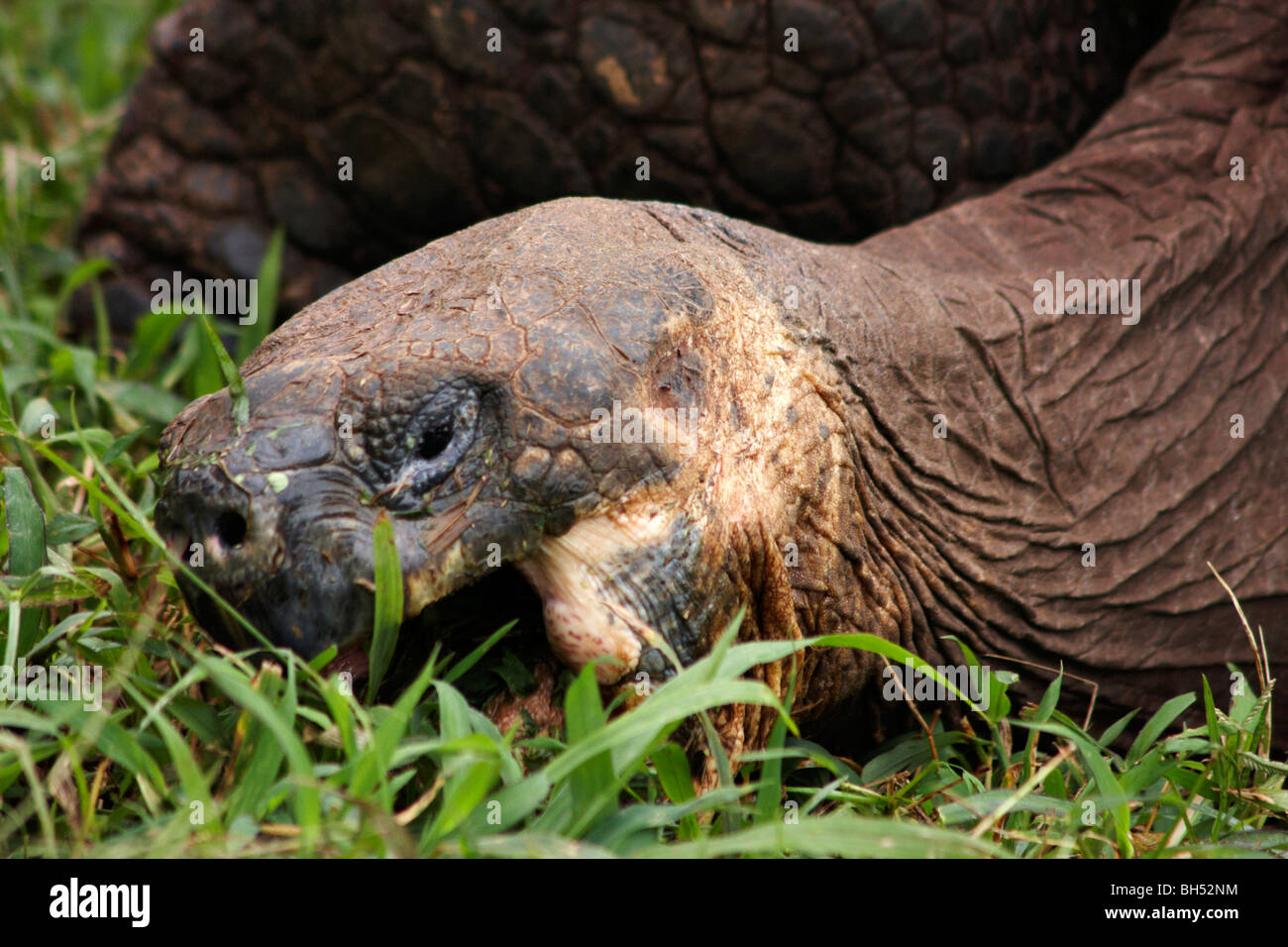 Les tortues géantes des Galapagos (Geochelone spp.) mange de l'herbe à Puerto Ayora Highlands, l'île de Santa Cruz. Banque D'Images