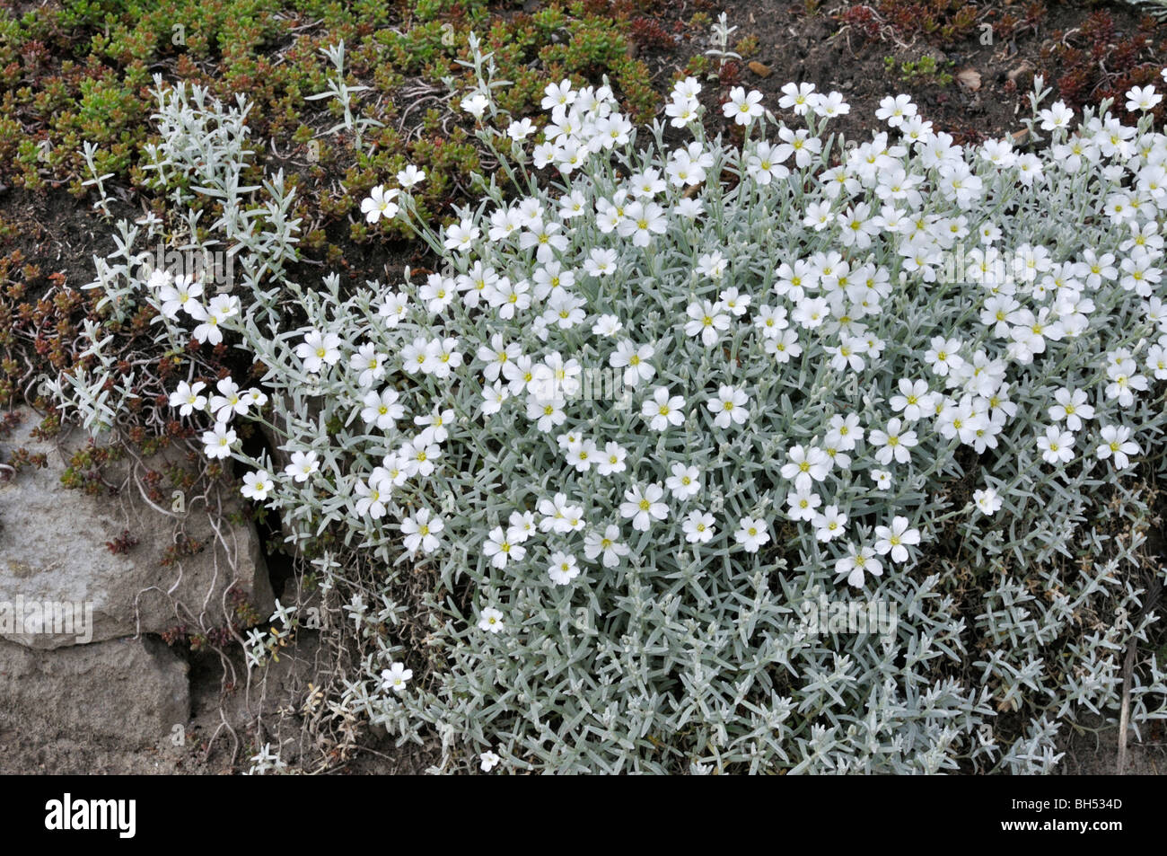 Mouron des oiseaux boréaux (cerastium biebersteinii) Banque D'Images