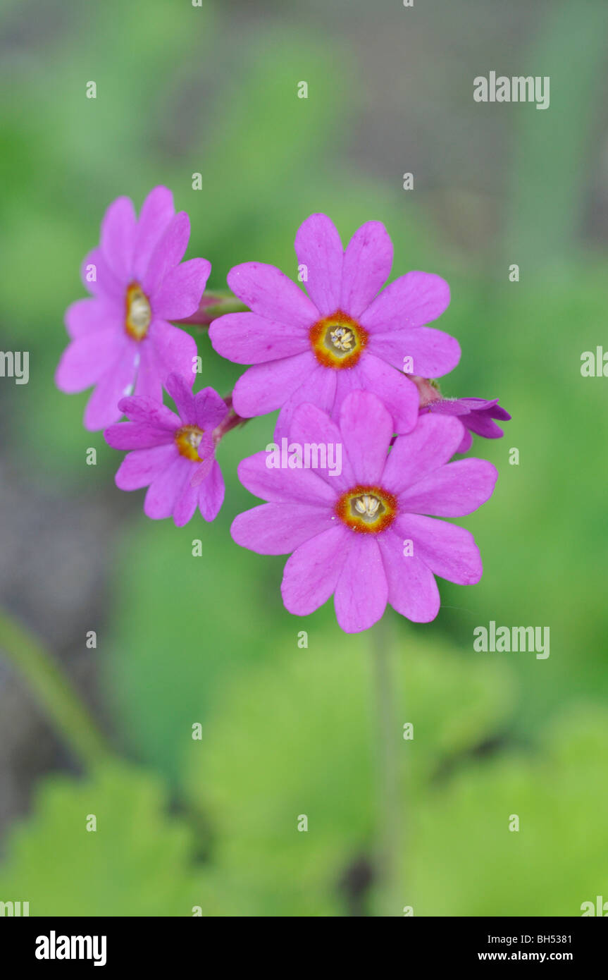 La primevère (Primula polyneura) Banque D'Images