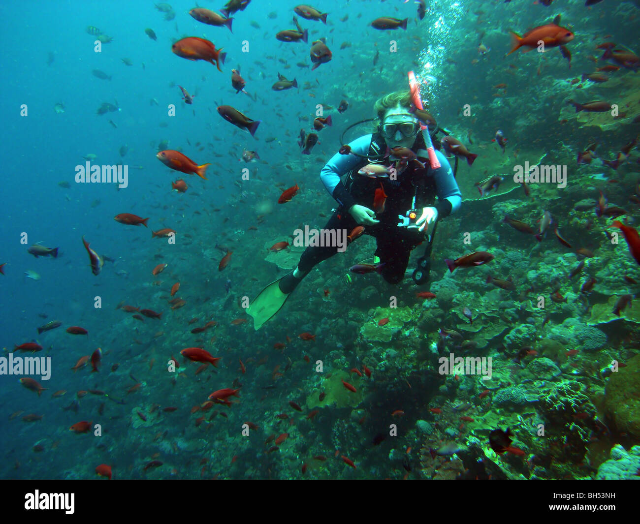 Parmi les écoles de plongée anthias poisson, le parc marin de Komodo, en Indonésie. Pas de monsieur ou PR Banque D'Images