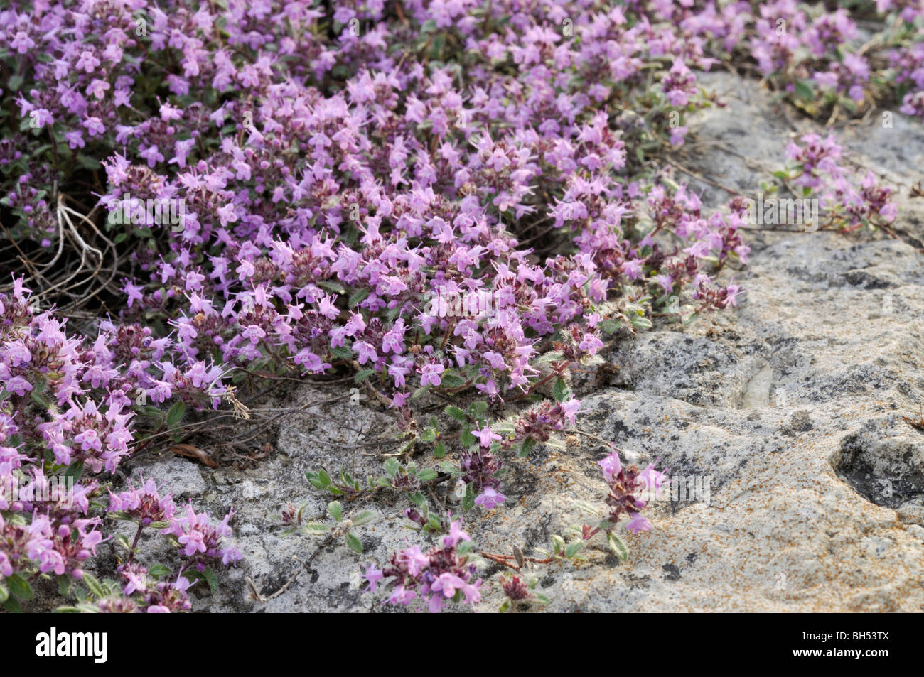 Le rampage le thym (Thymus praecox subsp. britannicus syn. Thymus arcticus) Banque D'Images