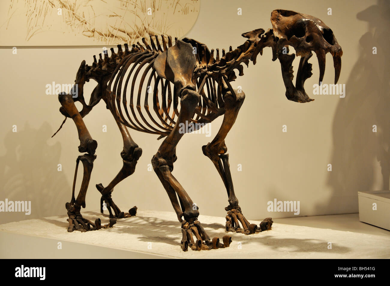 Chat à dents de sabre (smilodon fatalis) Squelette à Panhandle-Plains Historical Museum, Amarillo, Texas Banque D'Images