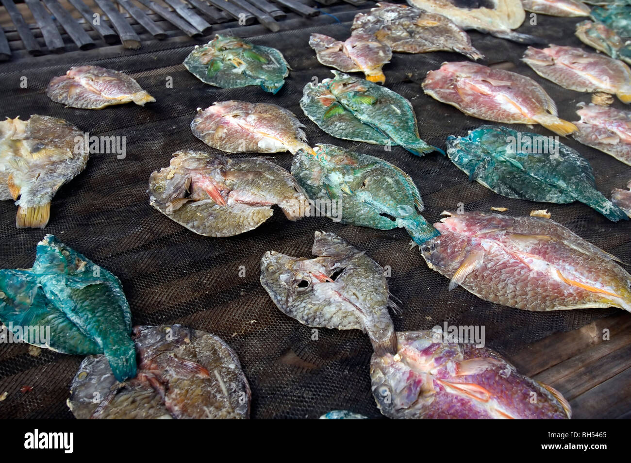 Poisson perroquet nettoyés et mis à sécher au soleil, le Parc National de Komodo, Indonésie Banque D'Images