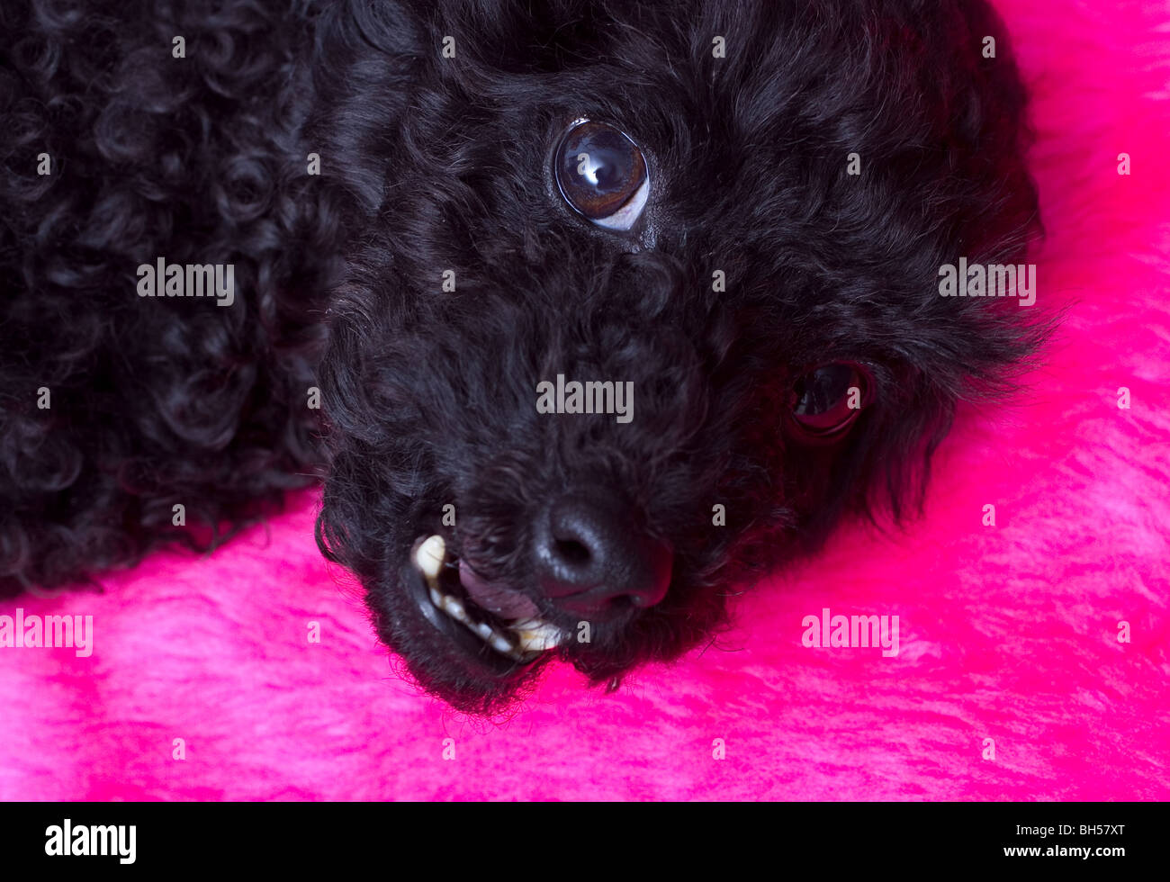Fatigué chien en fourrure rose Banque D'Images