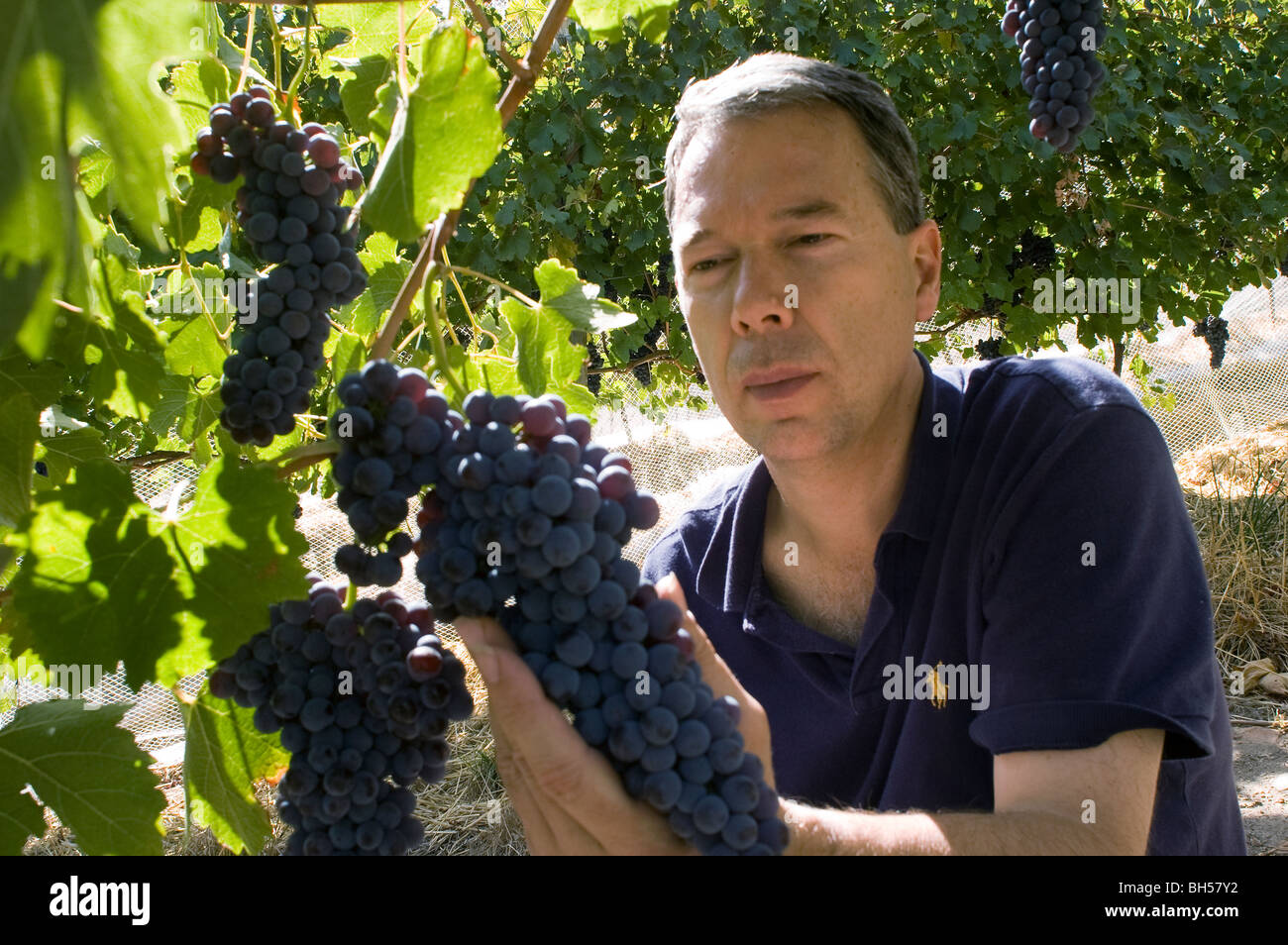 Cépage Nebbiolo variété italienne pousse dans un vignoble australien dans les collines d'Adélaïde en Australie Méridionale Banque D'Images