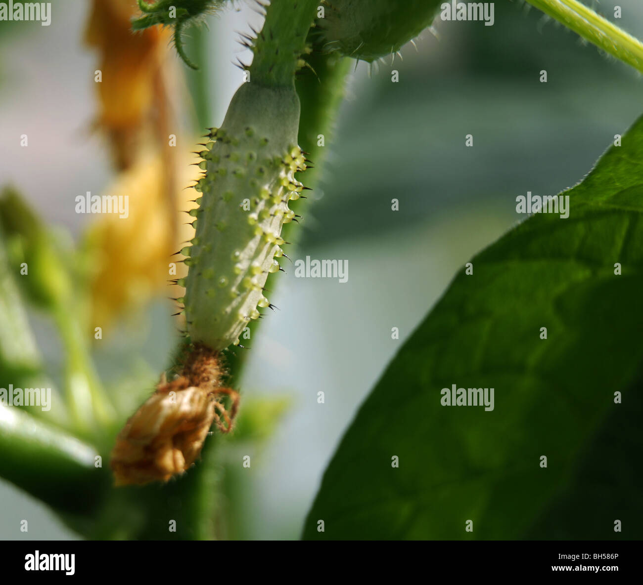 Petits fruits de concombre sur une plante Banque D'Images