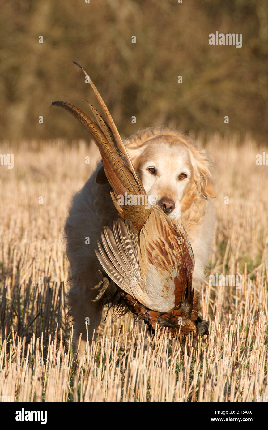 Un Golden Retriever dog la collecte d'un faisan au cours d'un jeu shoot Banque D'Images