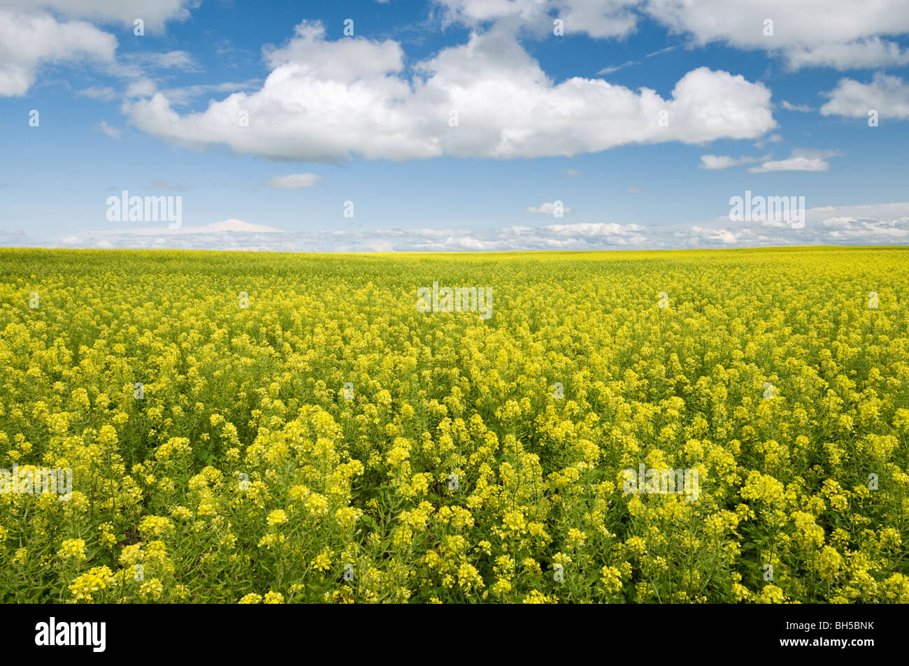 La moutarde jaune vif les champs contre un ciel d'été près de Opheim Banque D'Images