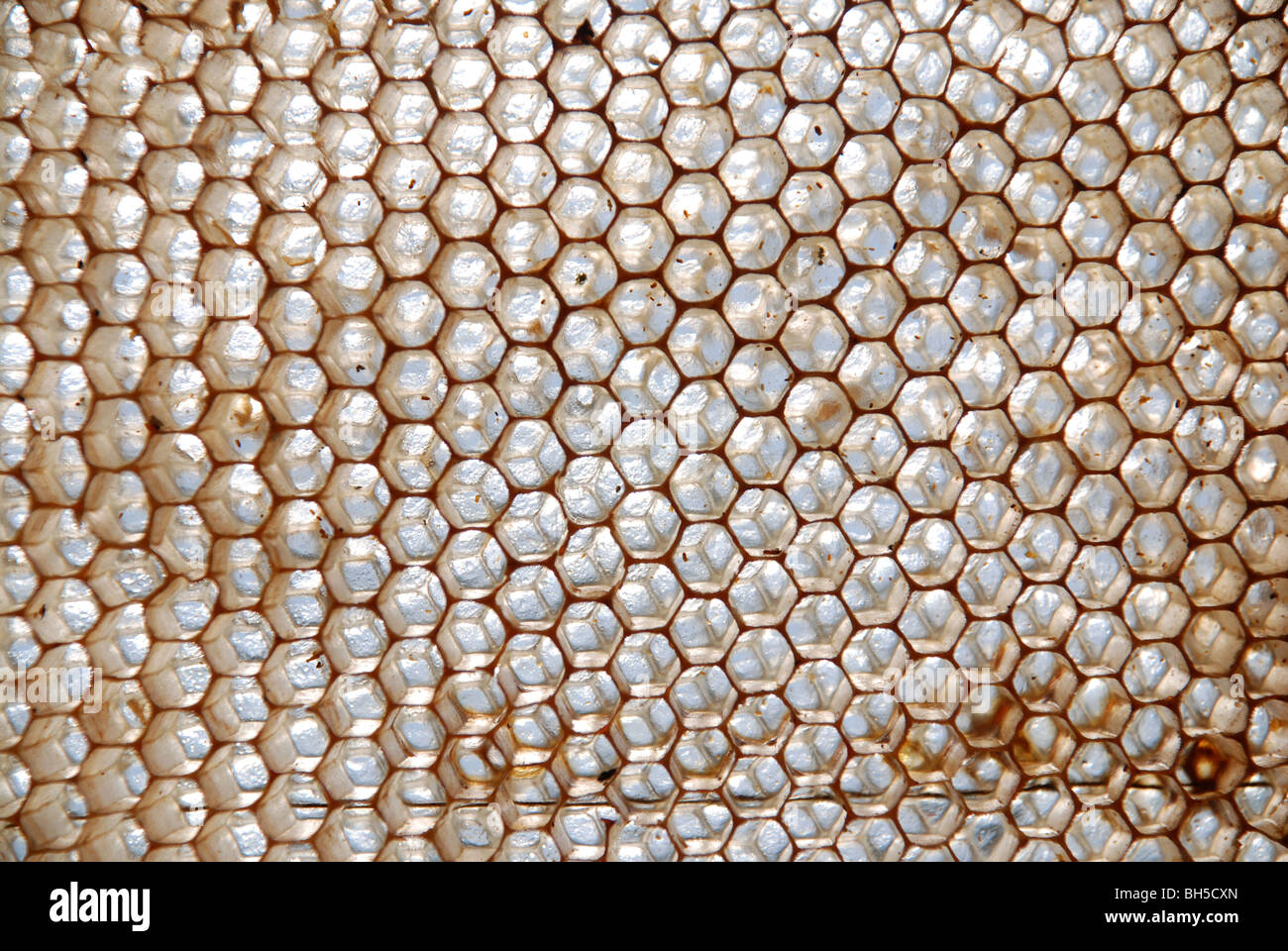 Ancien nid d’abeille Banque D'Images