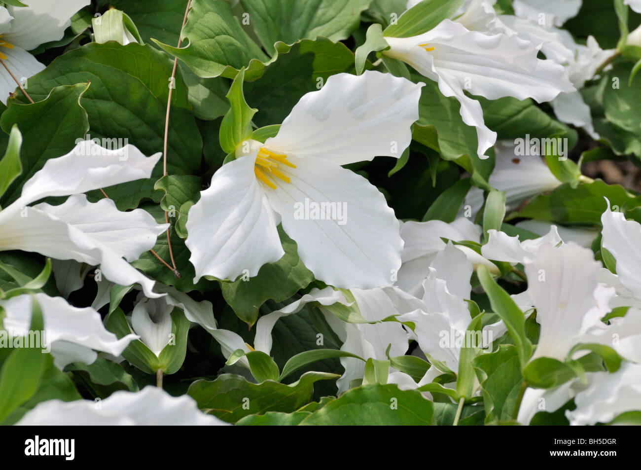 Western trille blanc (trillium ovatum) Banque D'Images