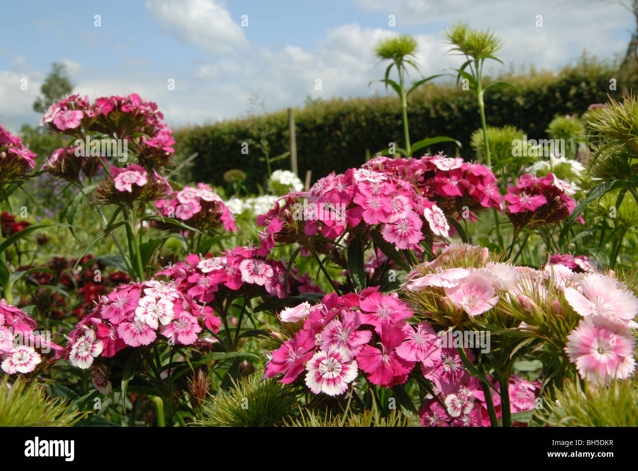 Sweet William flowers growing in Yalding jardins biologiques, Kent, Angleterre Banque D'Images