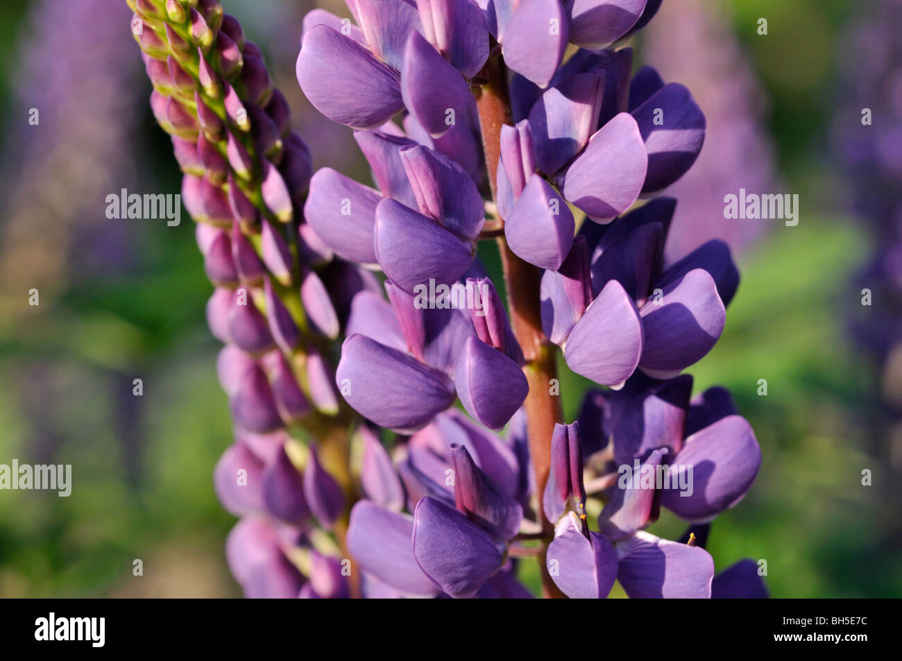 Cadran solaire le lupin (Lupinus perennis) Banque D'Images