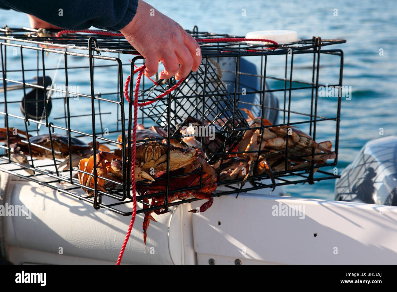 Piège à crabe Banque de photographies et d'images à haute résolution - Alamy