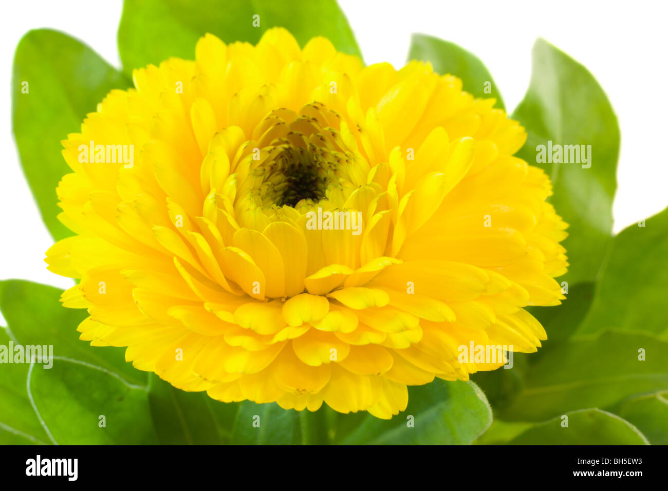 Vue macro d'une fleur de calendula jaune Banque D'Images