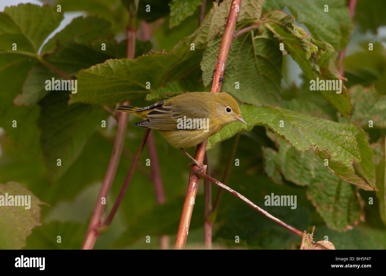 Paruline à couronne orange (Leiothlysis celata) perchée sur la branche d'un sauling à Nanaimo, île de Vancouver, C.-B. Canada, en septembre Banque D'Images