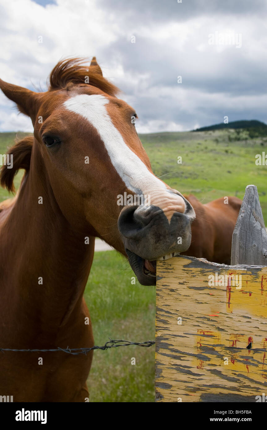La mastication du cheval sur bois sign Banque D'Images