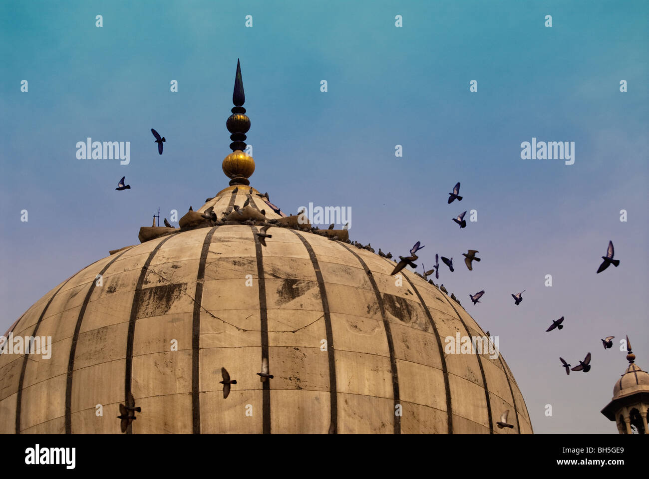 Les pigeons autour de la coupole de la Jama Masjid à Delhi avec ciel bleu en arrière-plan. Les pigeons comme ces bâtiments historiques. Banque D'Images