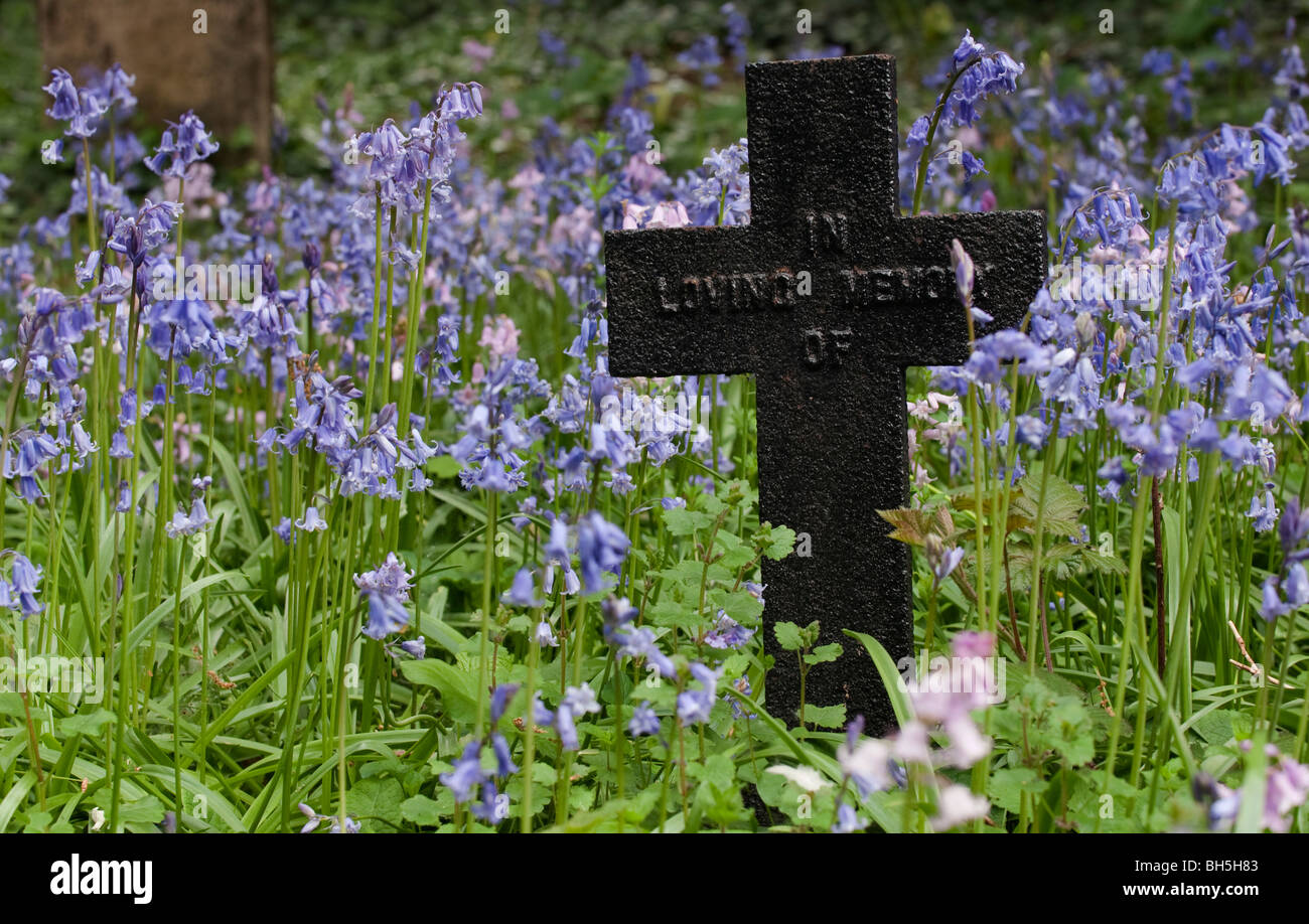 Bluebells entourant une croix dans un cimetière Banque D'Images