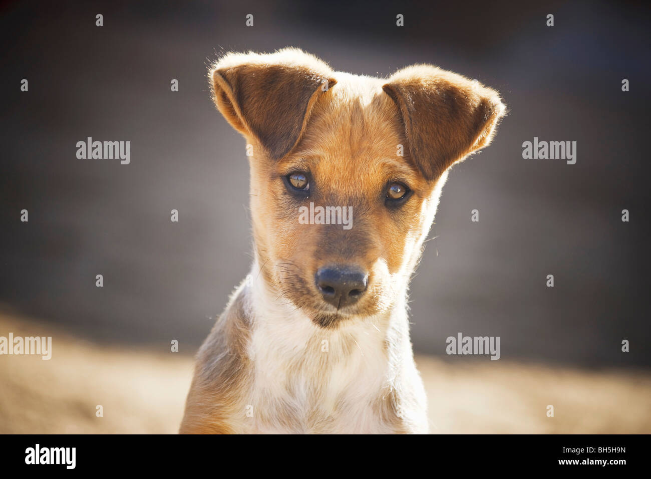 Chien de race mixte. Portrait d'adulte Banque D'Images