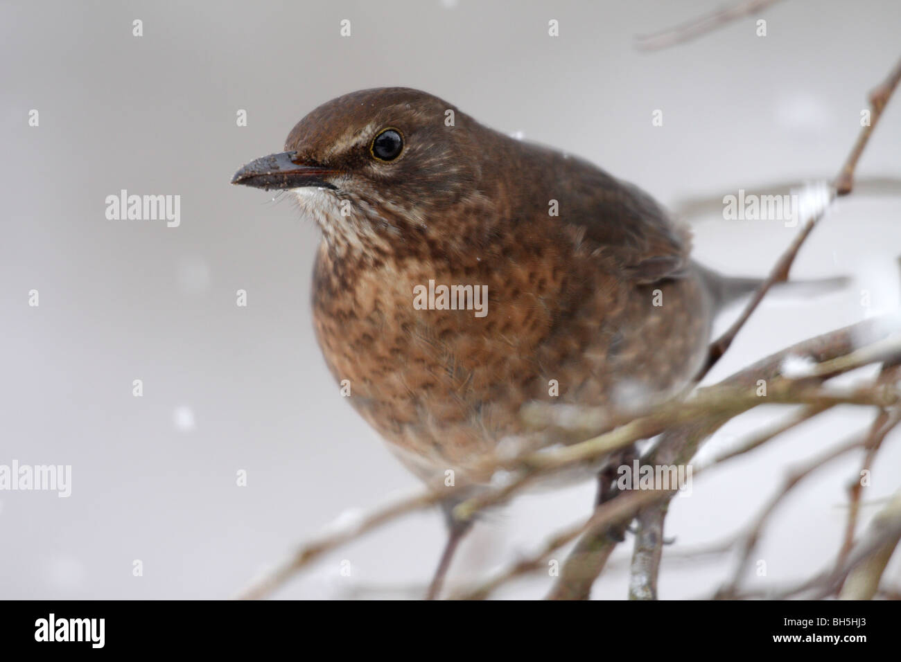 Blackbird femelle (Turdus merula) dans la neige Banque D'Images