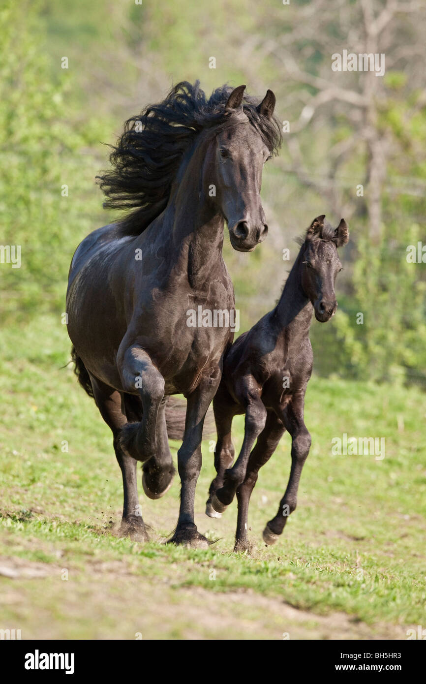 Cheval frison - Jument et poulain on meadow Banque D'Images