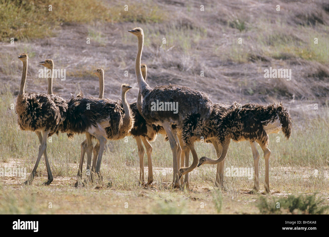 Autruche masaï - plusieurs pigeonneau / Struthio camelus massaicus Banque D'Images