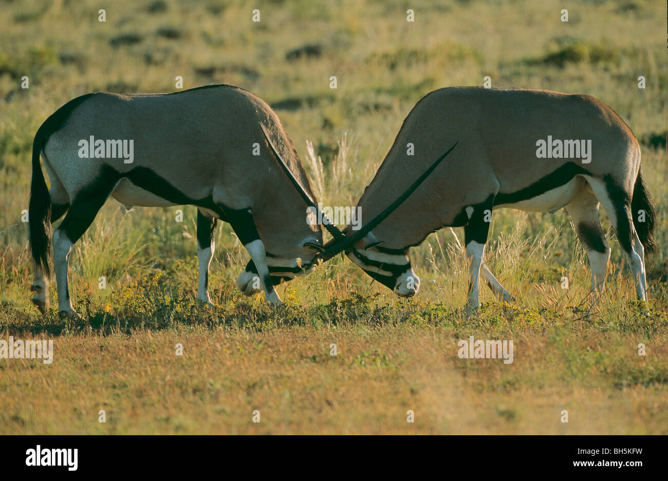 Deux Oryx - combats / Oryx gazella Banque D'Images